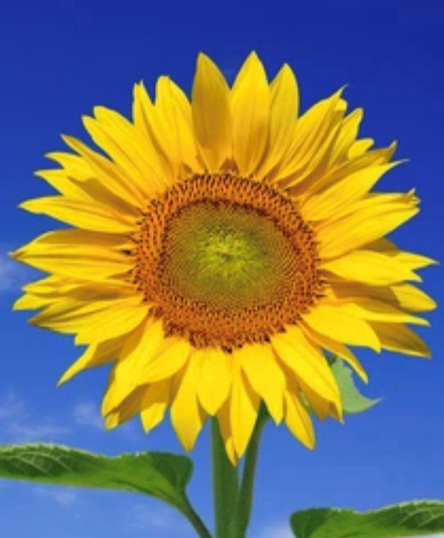 A yellow flower with orange centre